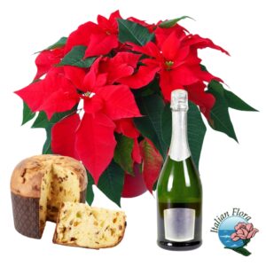 stella di natale rossa con panettone e prosecco