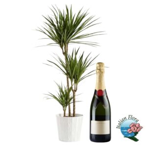 Pianta di Dracaena con prosecco